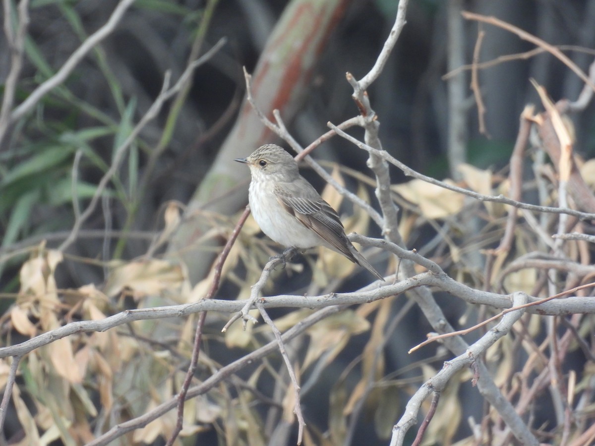Spotted Flycatcher - ML642103023