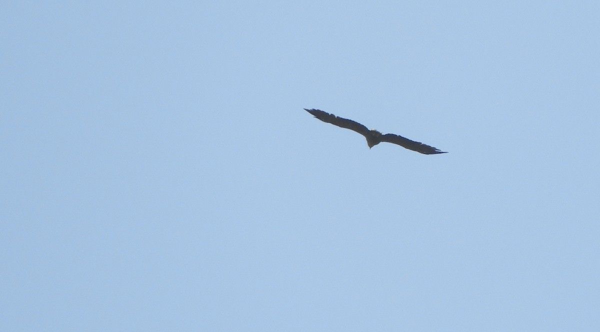 White-tailed Eagle - ML642103031