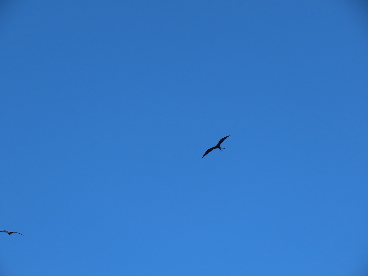 Magnificent Frigatebird - ML642103036
