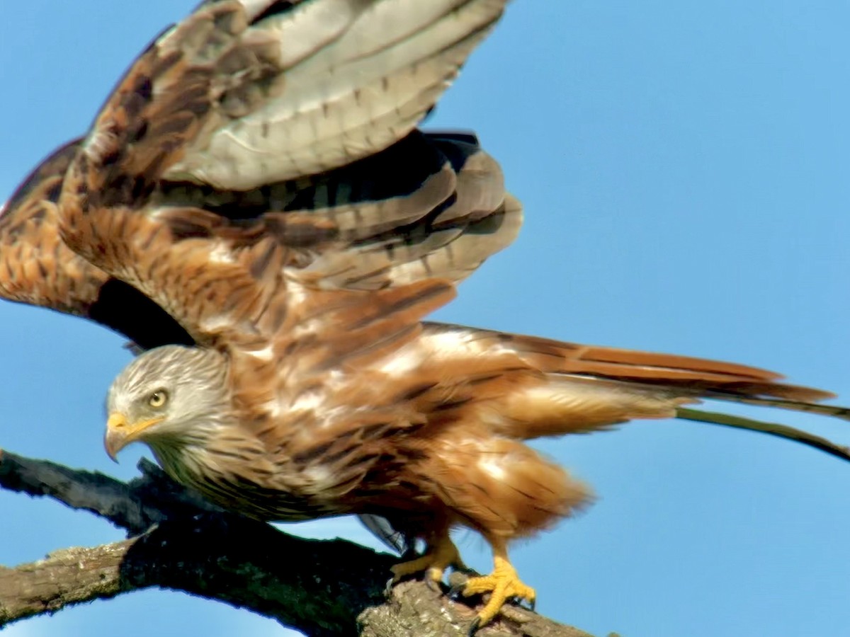 Red Kite - ML642103045