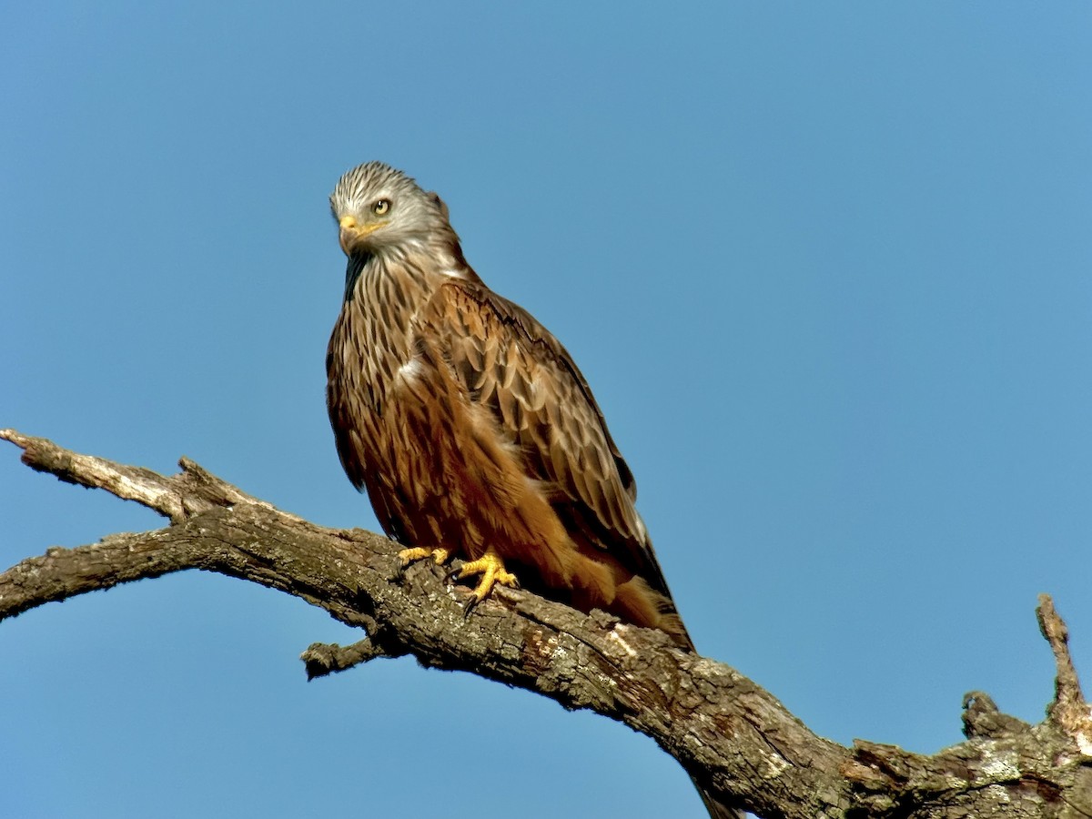 Red Kite - ML642103048