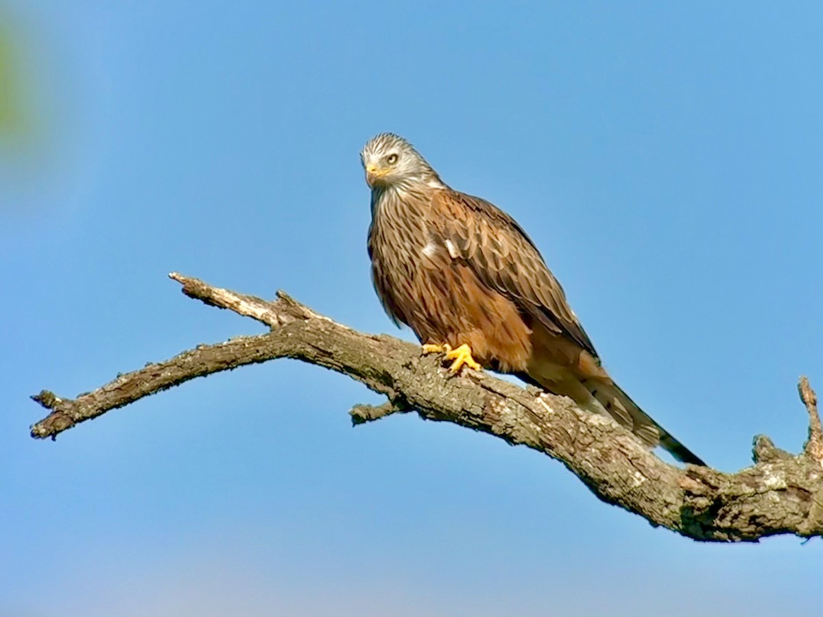Red Kite - ML642103053