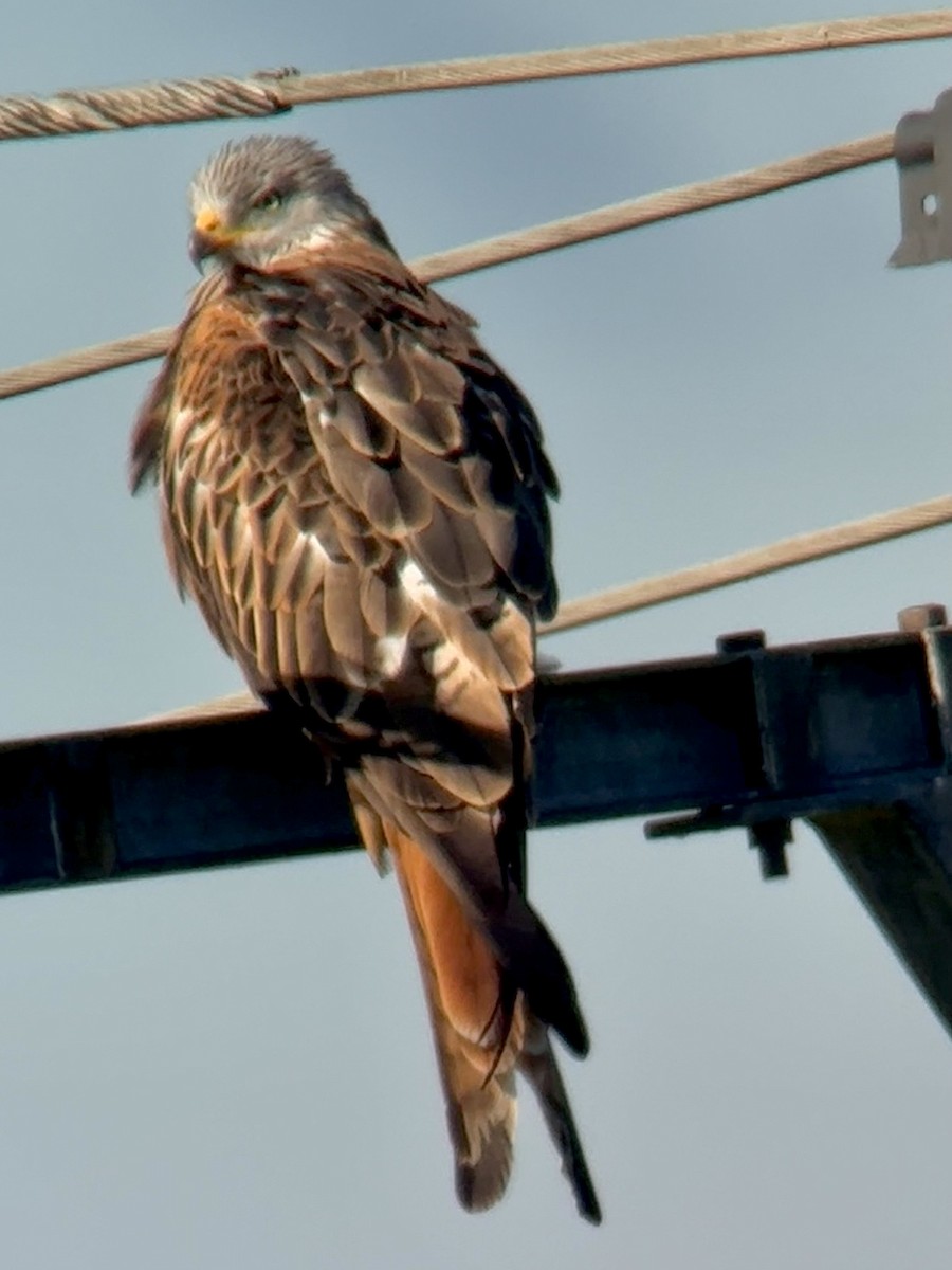 Red Kite - ML642103062