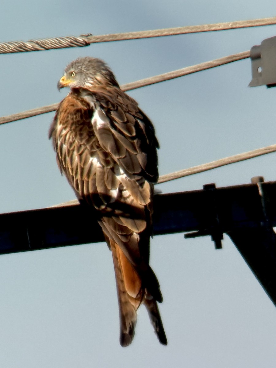 Red Kite - ML642103063
