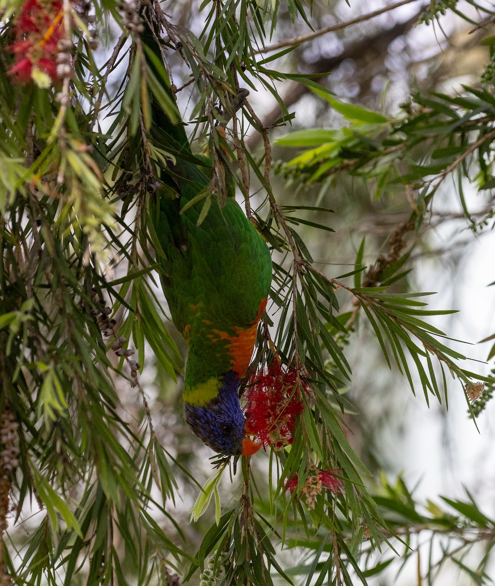 Rainbow Lorikeet - ML642103066