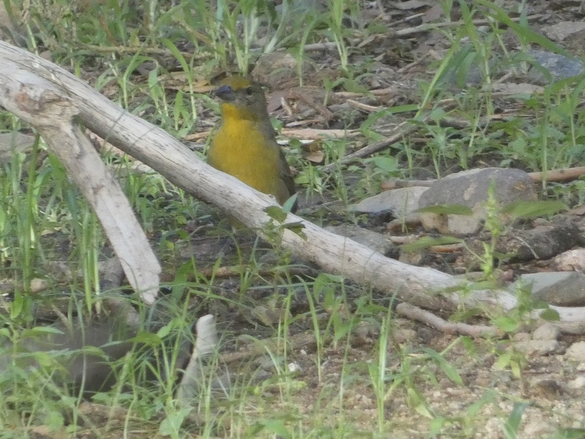 Hepatic Tanager - ML642103071