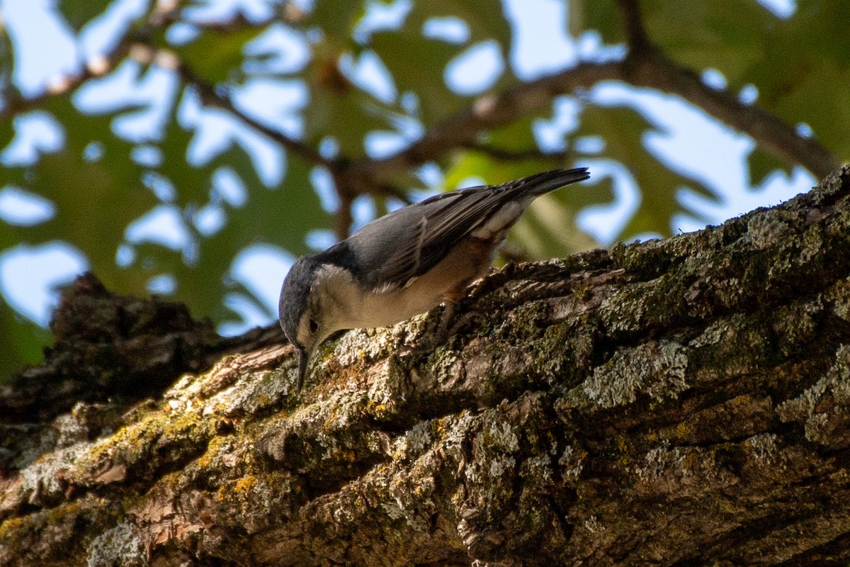 White-breasted Nuthatch (Eastern) - ML642103073