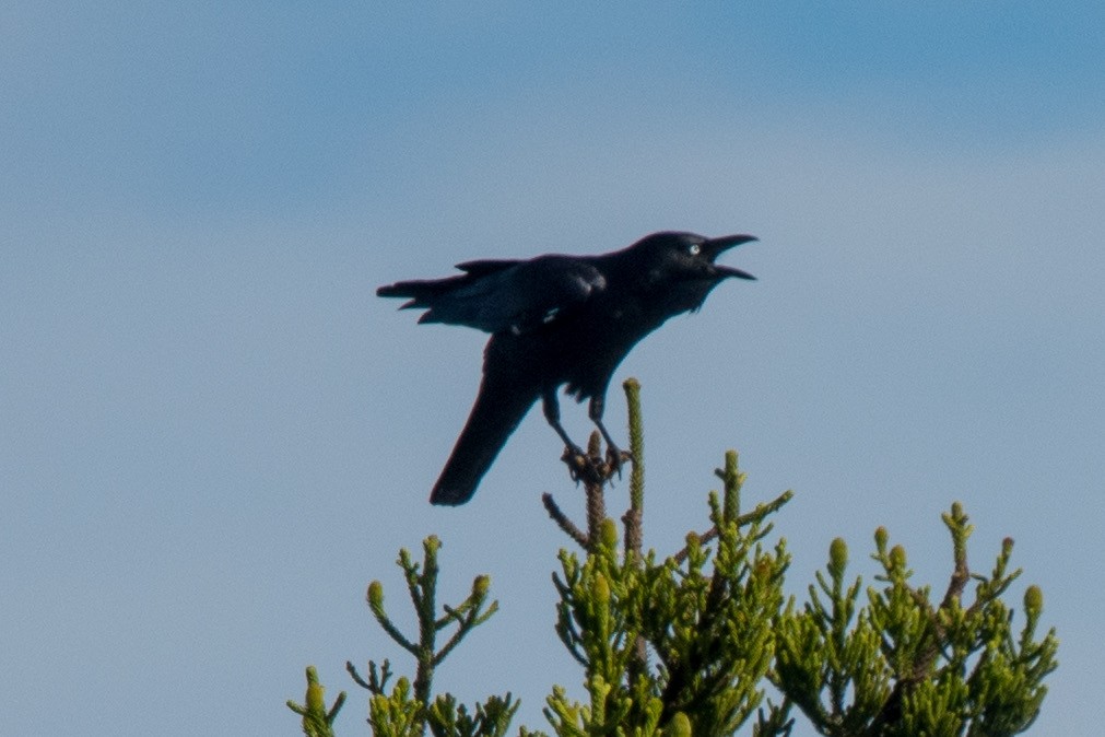 Torresian Crow - ML642103074