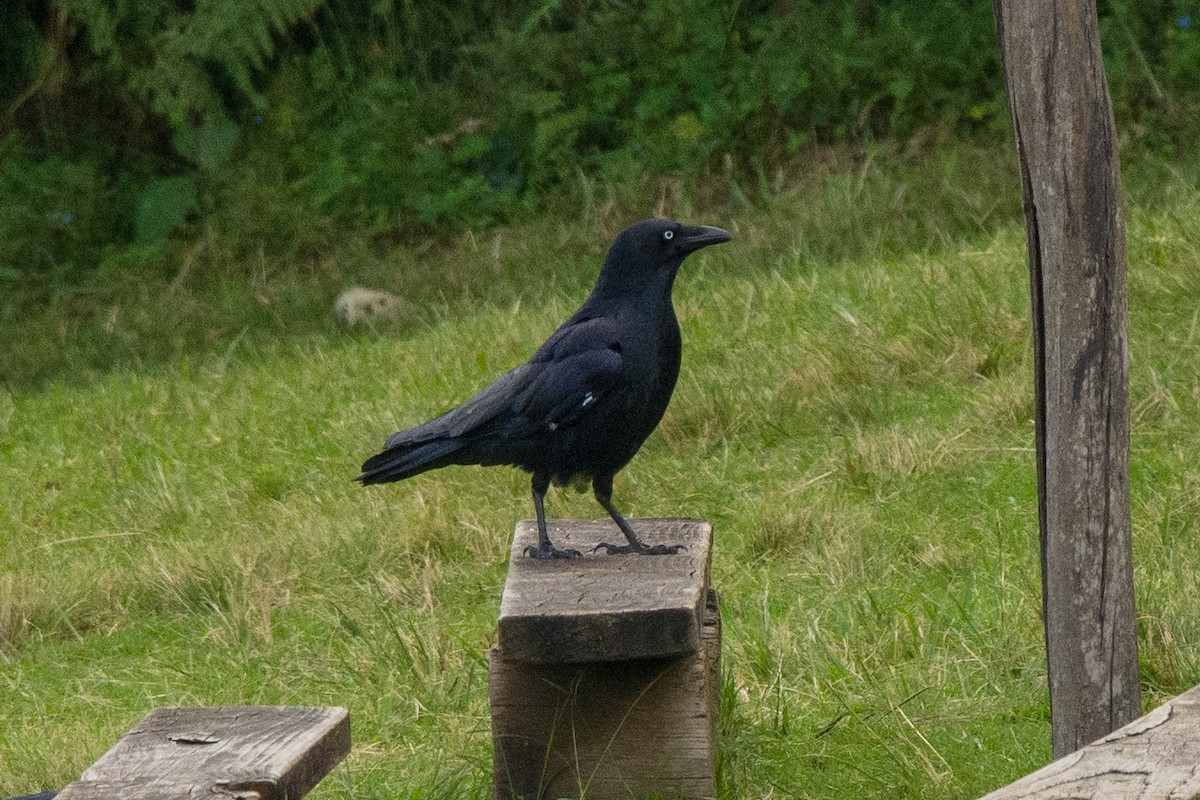 Torresian Crow - ML642103075