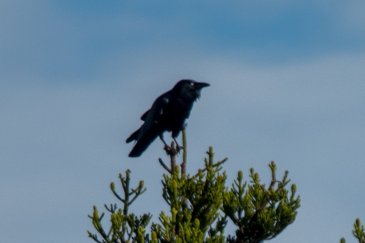 Torresian Crow - ML642103076