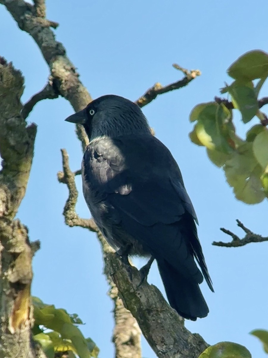Eurasian Jackdaw - ML642103078