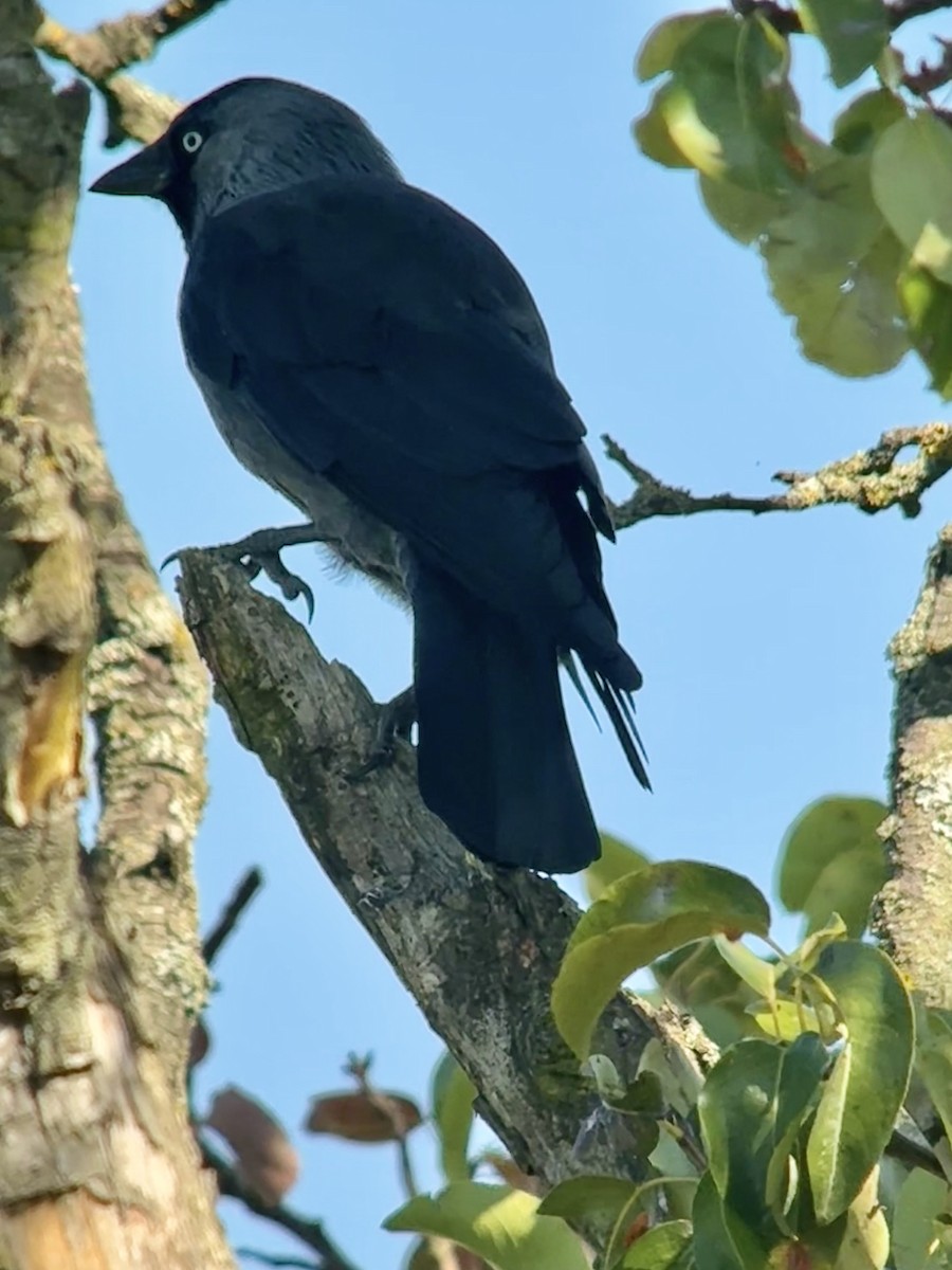 Eurasian Jackdaw - ML642103079