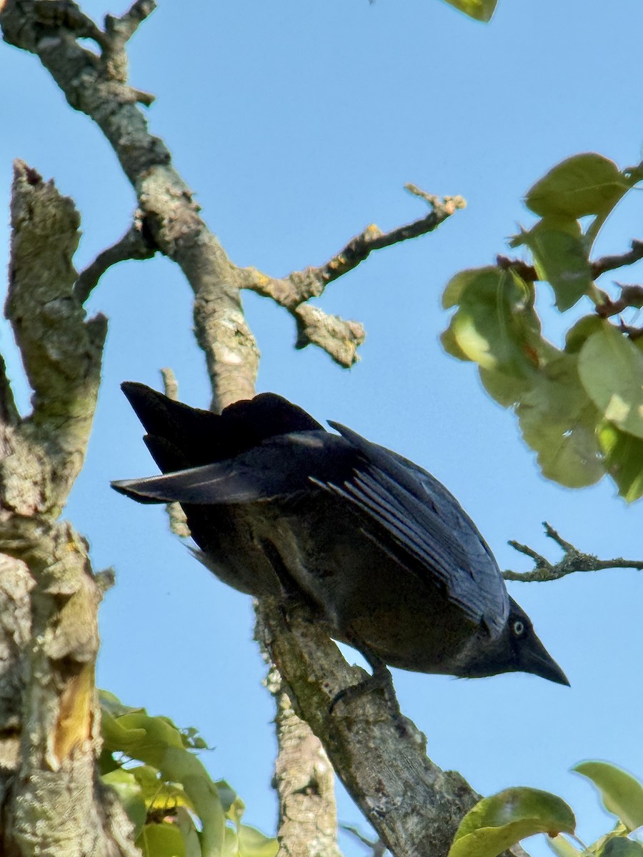 Eurasian Jackdaw - ML642103080