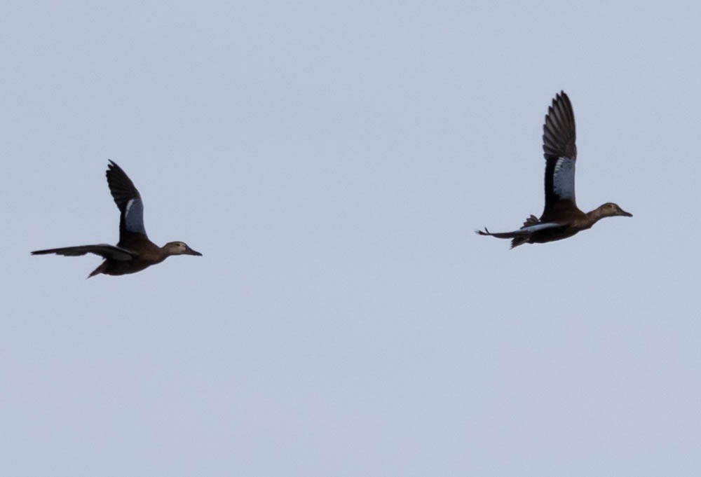 Cinnamon Teal - ML642103083