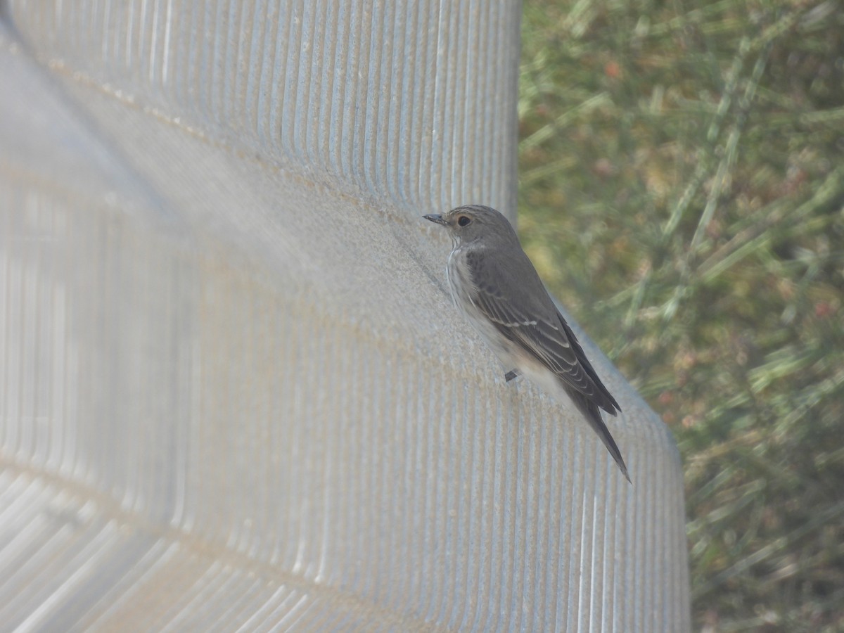 Spotted Flycatcher - ML642103085