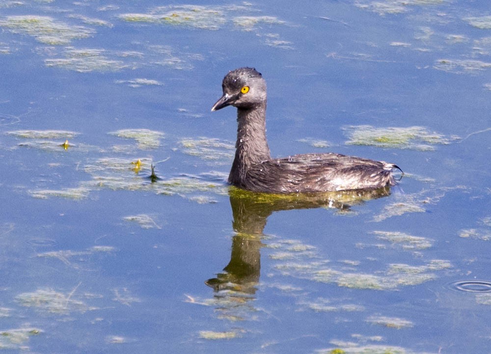 Least Grebe - ML642103086