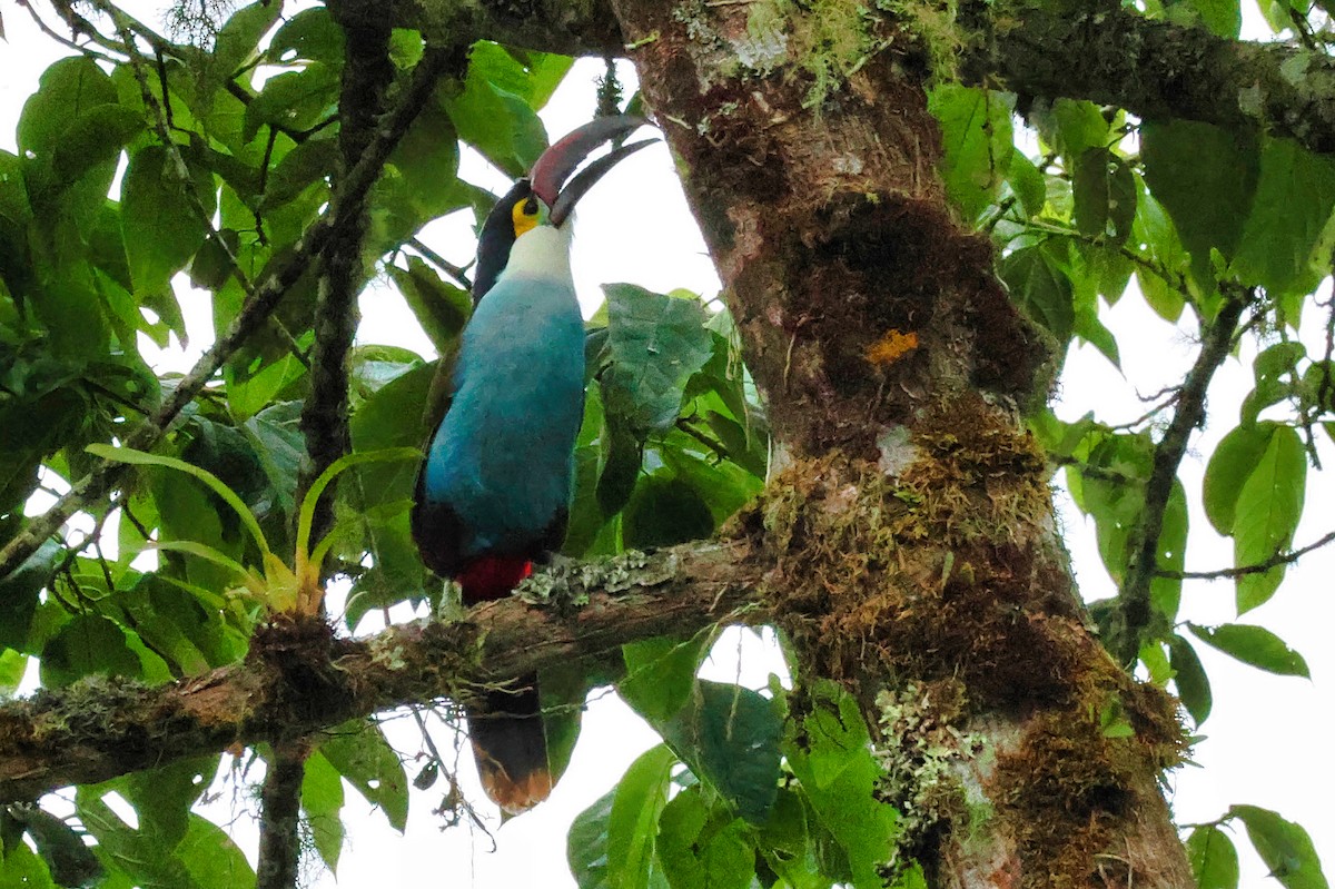 Black-billed Mountain-Toucan - ML642103087