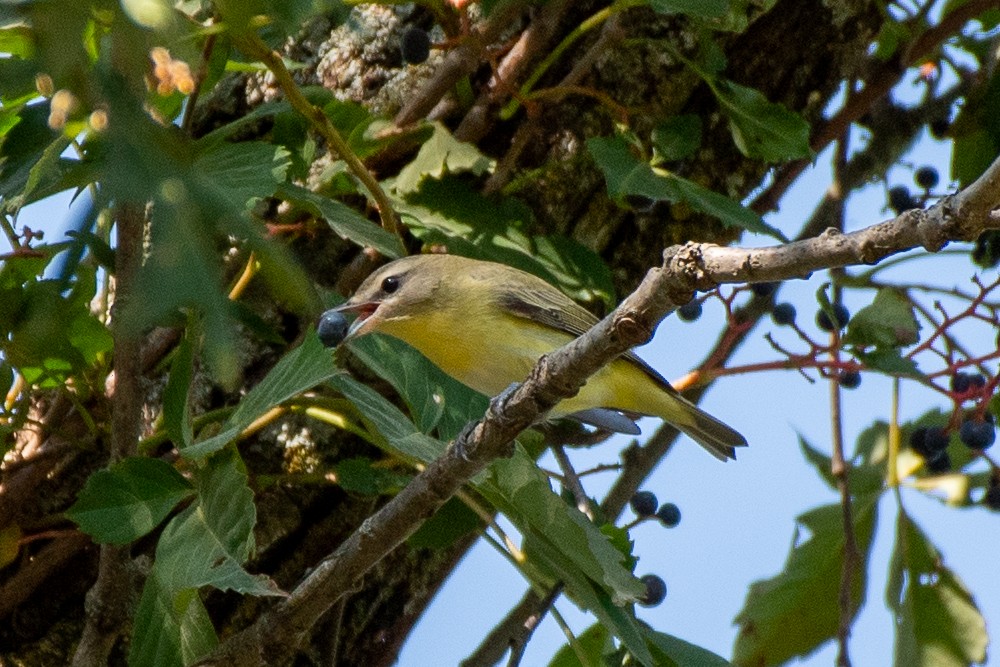 Philadelphia Vireo - ML642103088