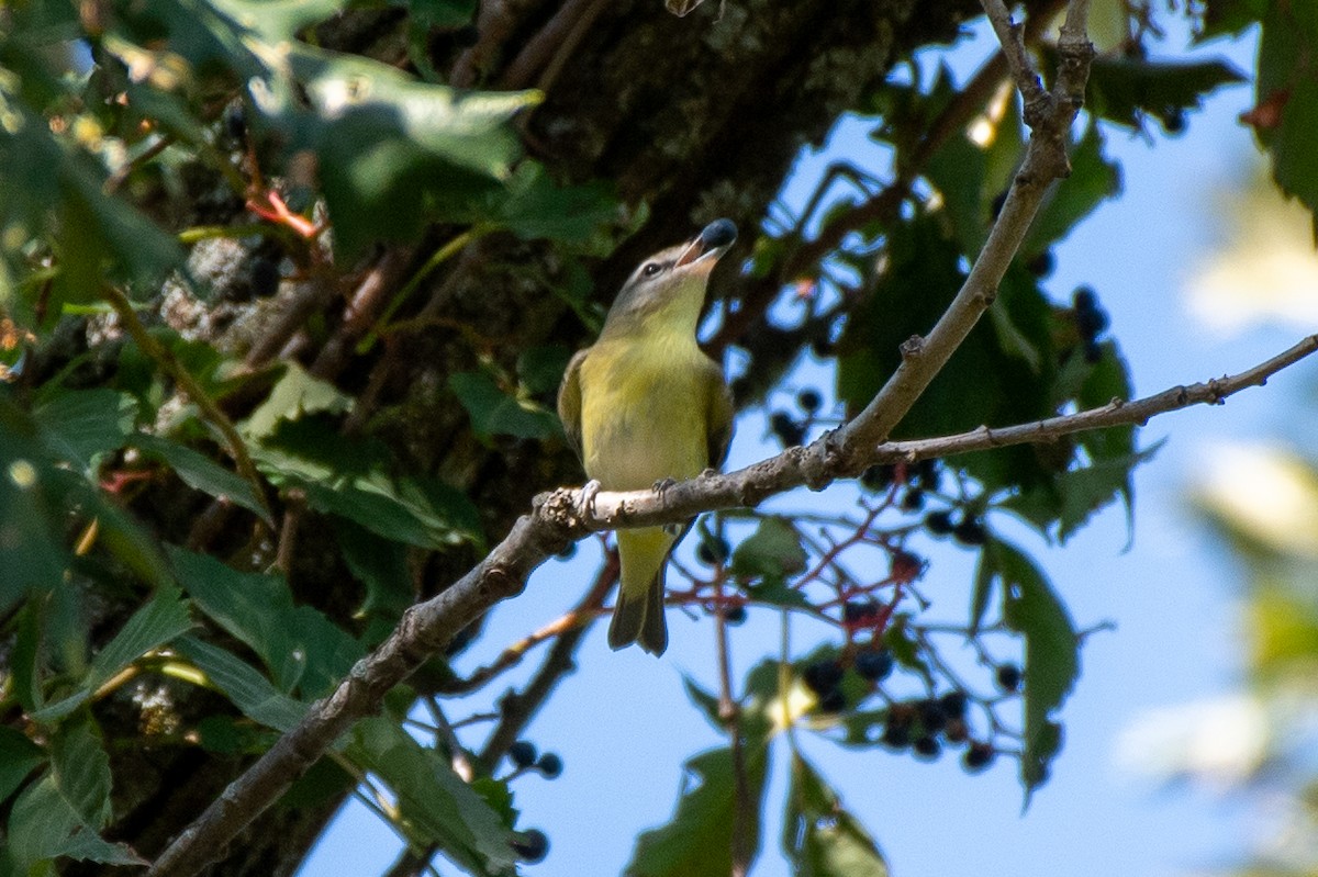 Philadelphia Vireo - ML642103089