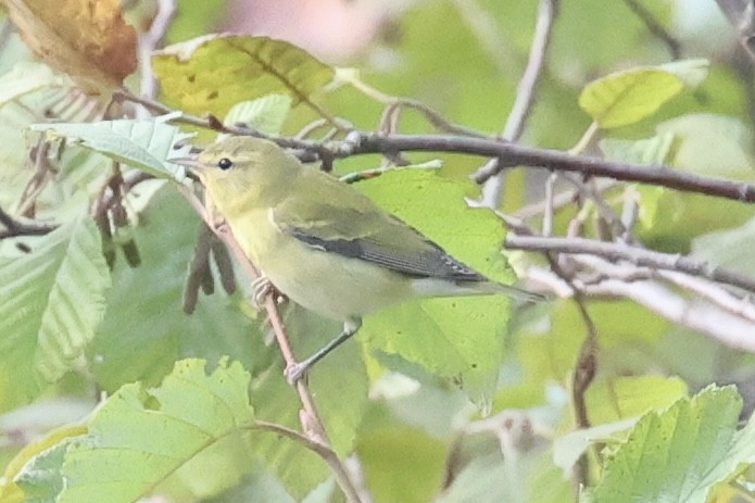 Tennessee Warbler - ML642103092