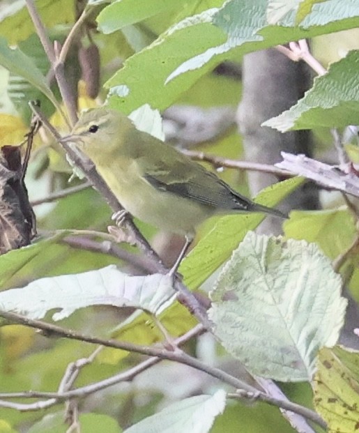 Tennessee Warbler - ML642103093