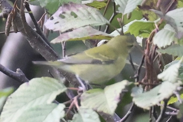 Tennessee Warbler - ML642103094