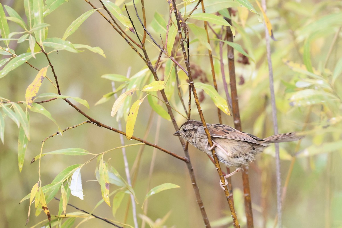 Swamp Sparrow - ML642103095
