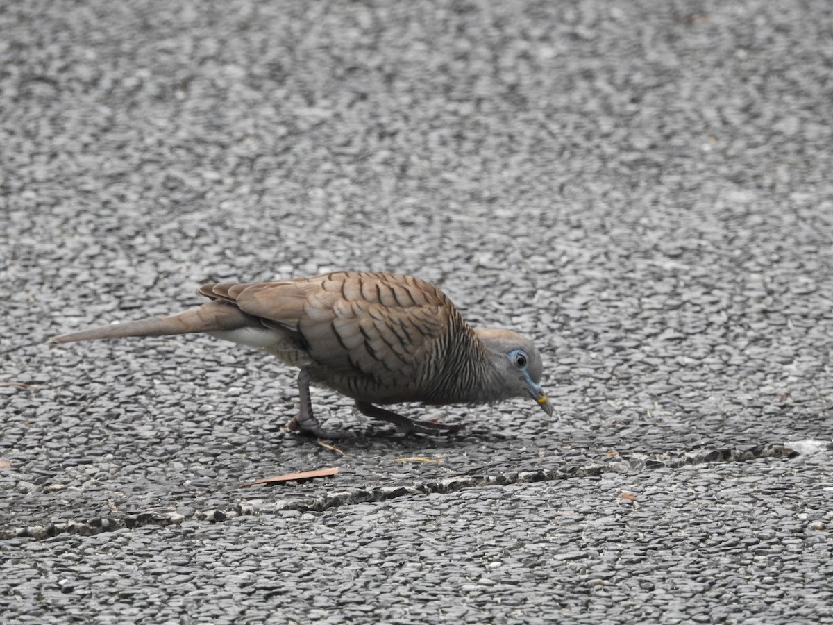 Zebra Dove - ML642103096