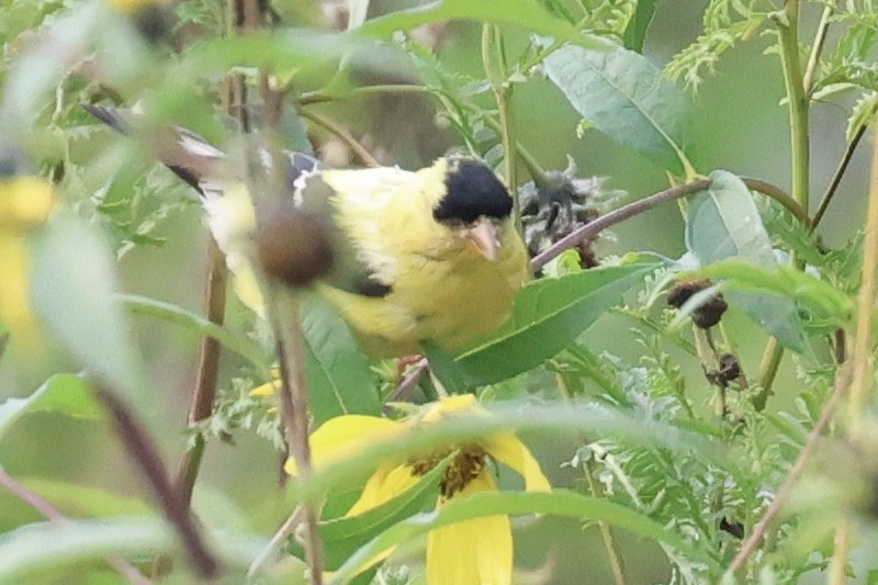 American Goldfinch - ML642103097