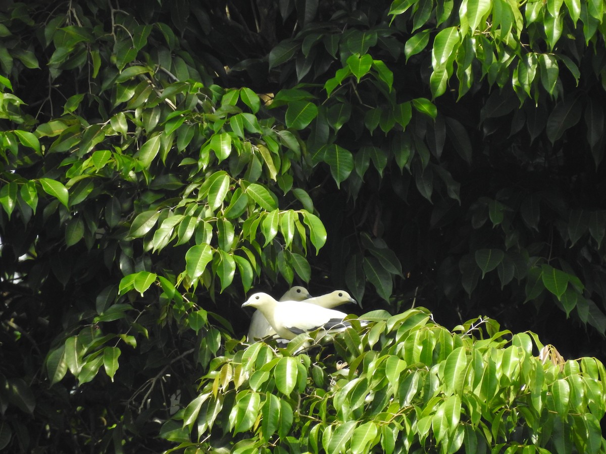 Pied Imperial-Pigeon - ML642103099