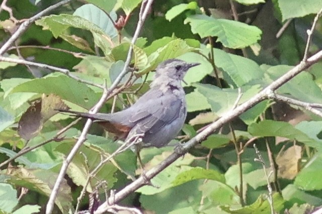Gray Catbird - ML642103102