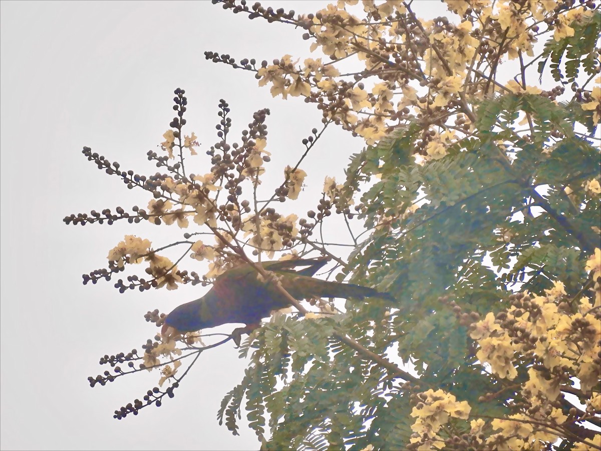 Coconut Lorikeet - ML642103110