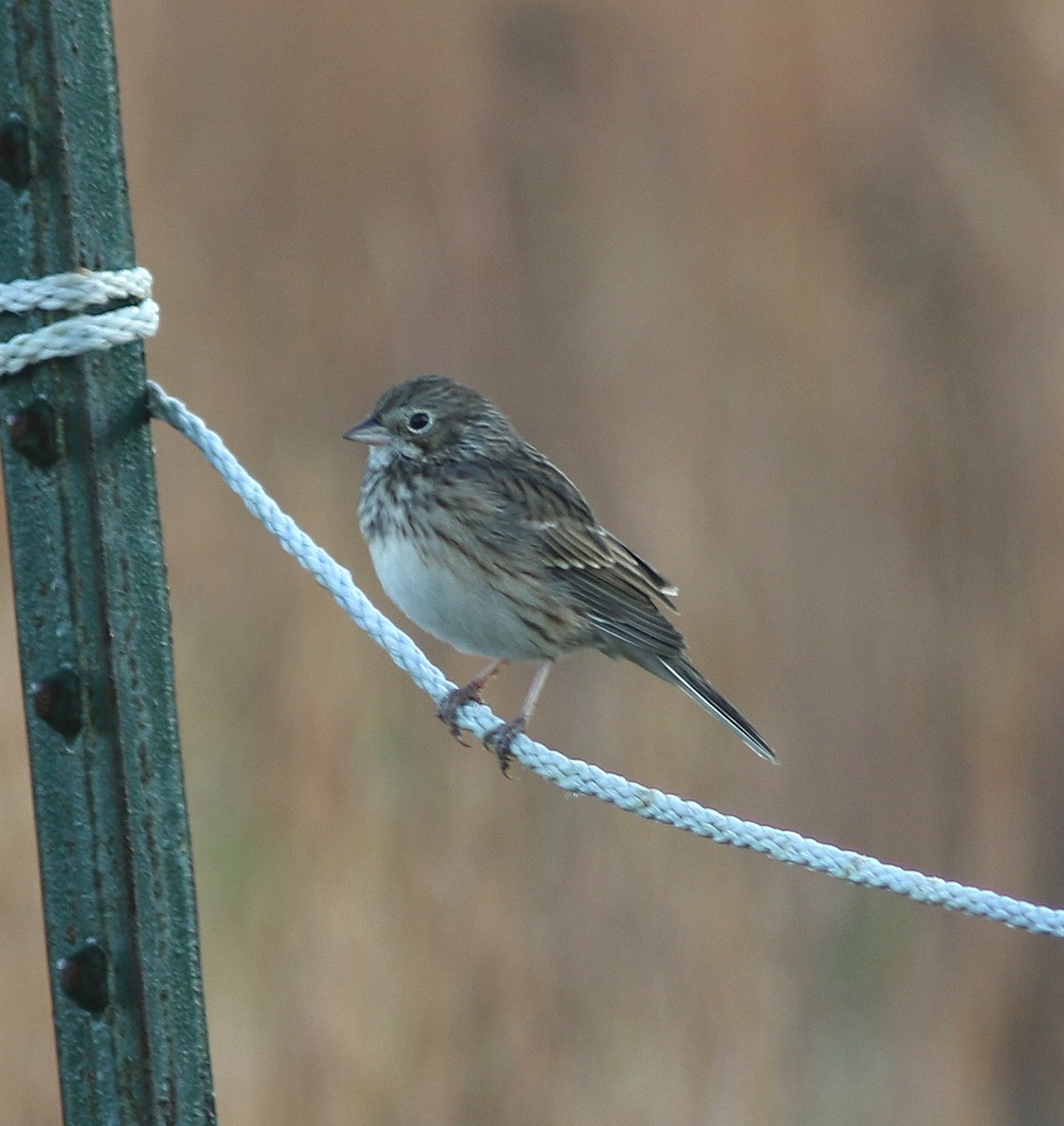 Vesper Sparrow - ML642103115