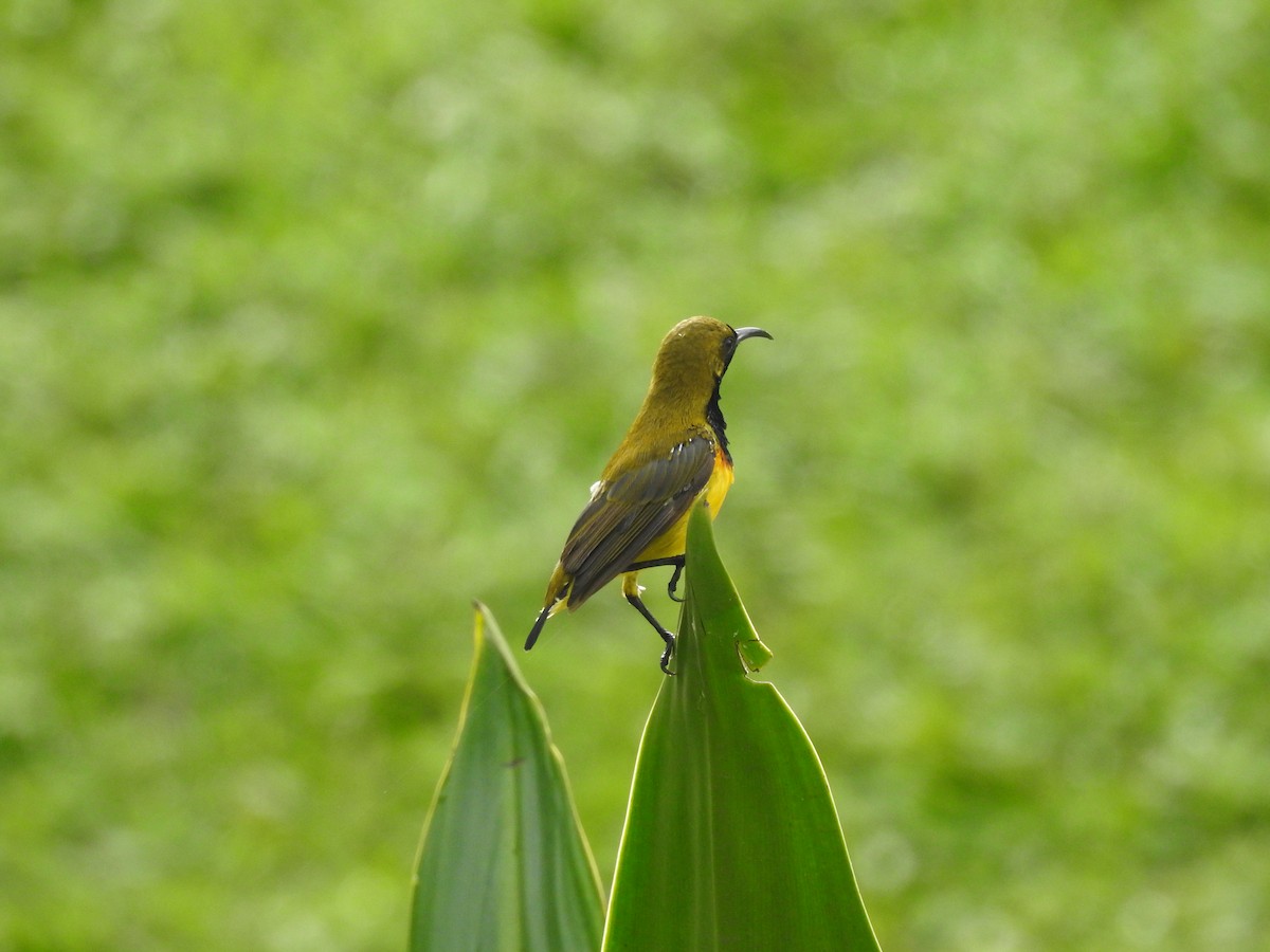 Ornate Sunbird - ML642103116