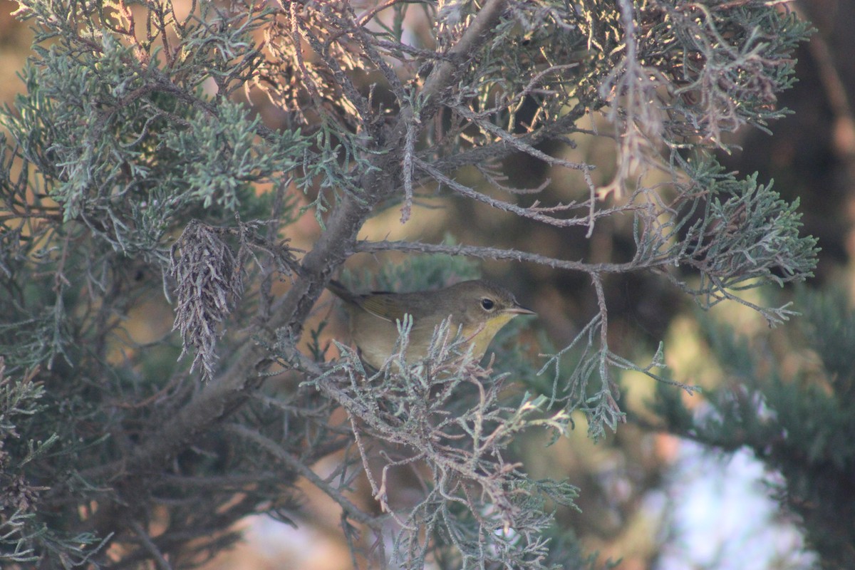 Common Yellowthroat - ML642103117