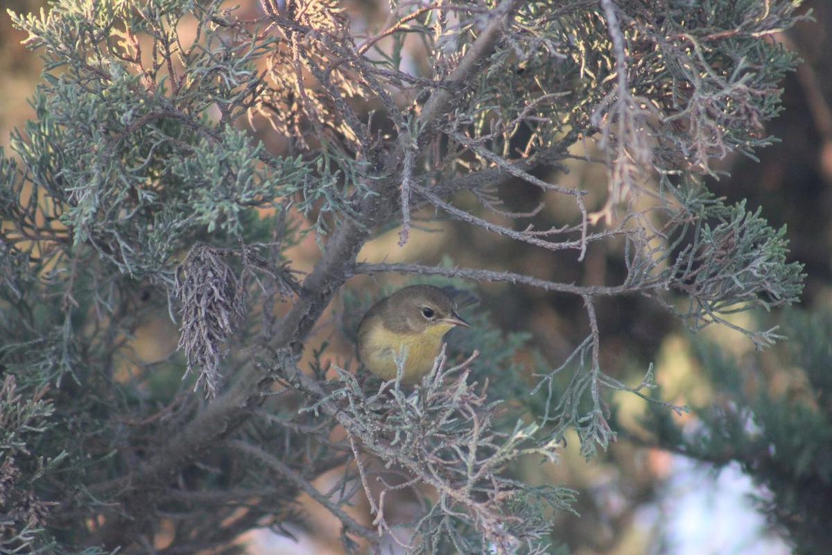 Common Yellowthroat - ML642103118