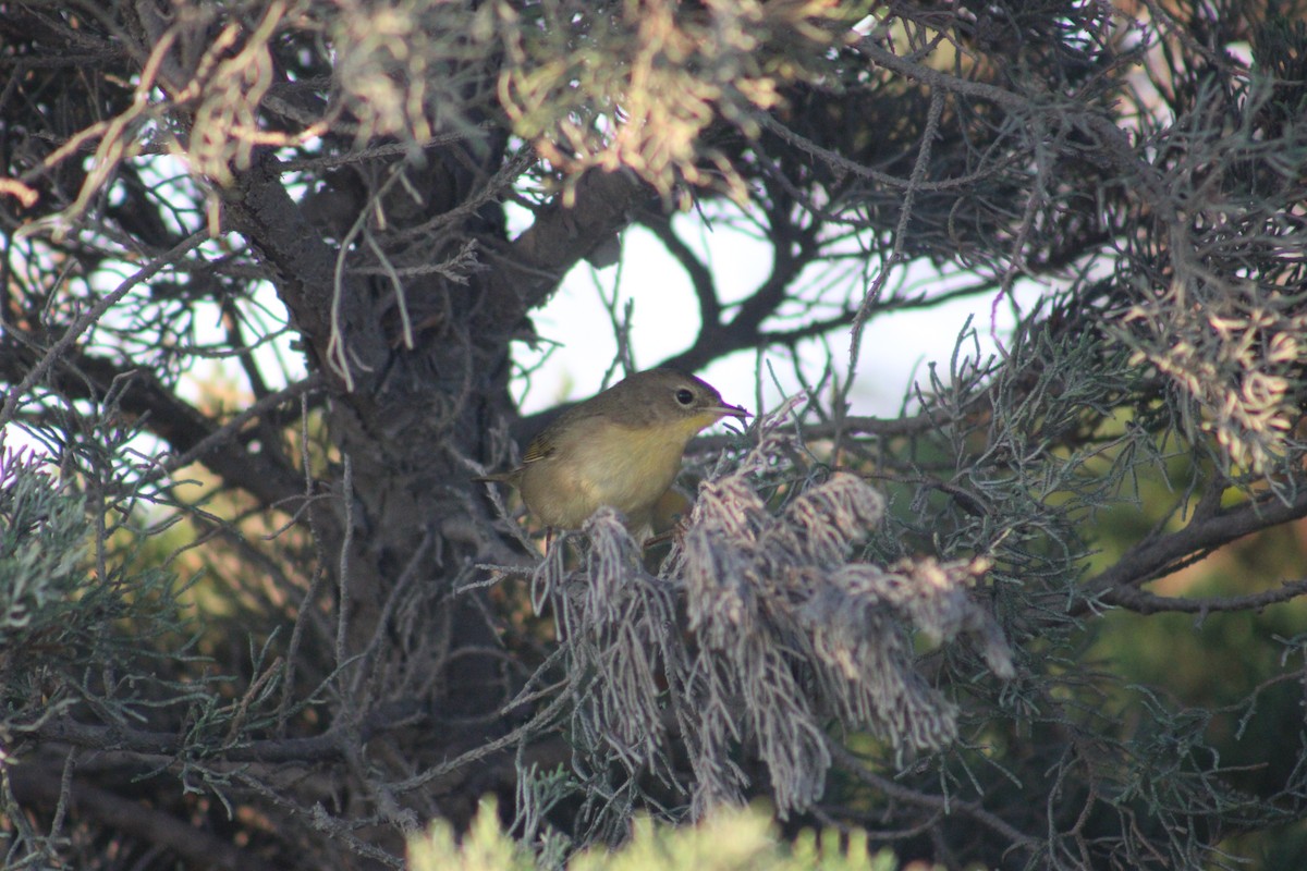 Common Yellowthroat - ML642103119