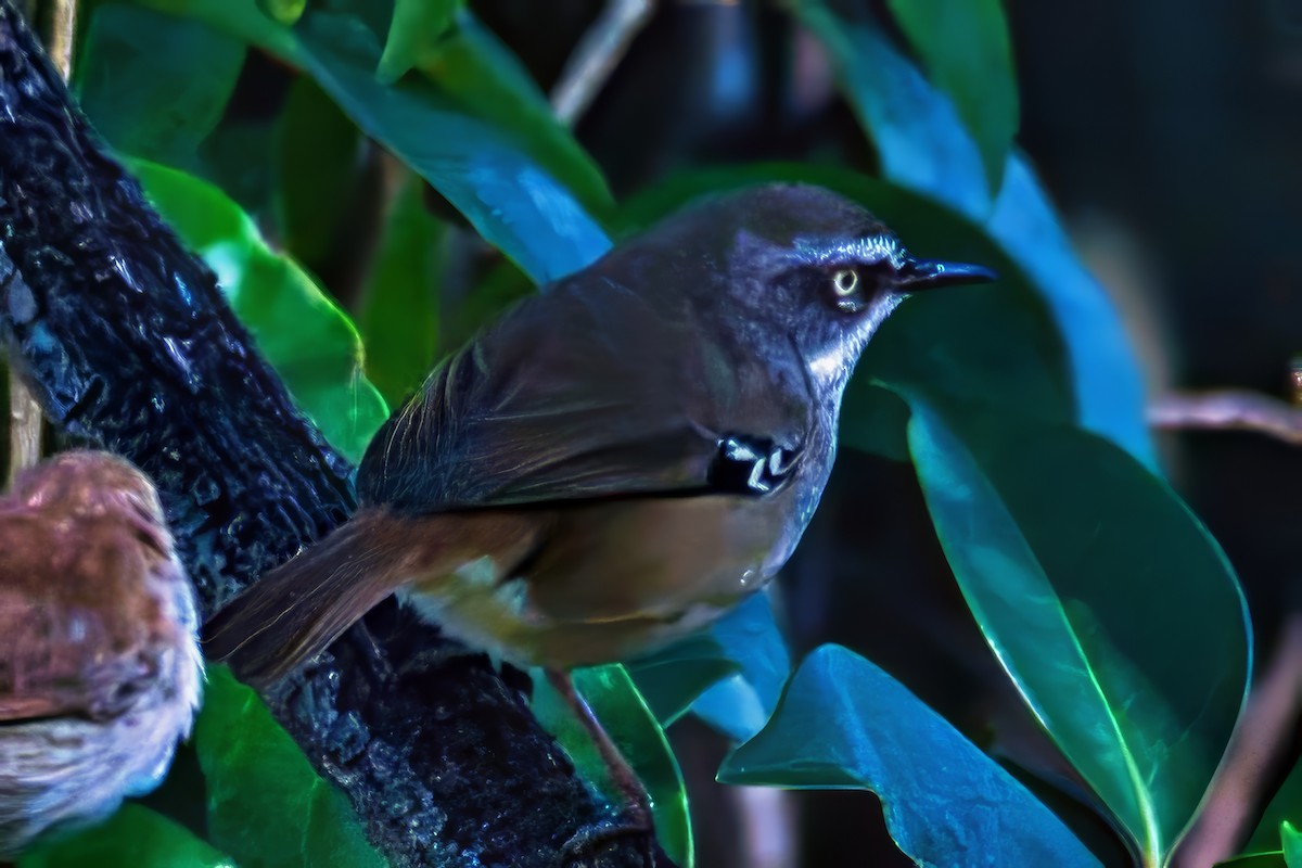 White-browed Scrubwren (White-browed) - ML642103140