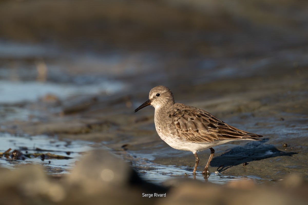 White-rumped Sandpiper - ML642103143