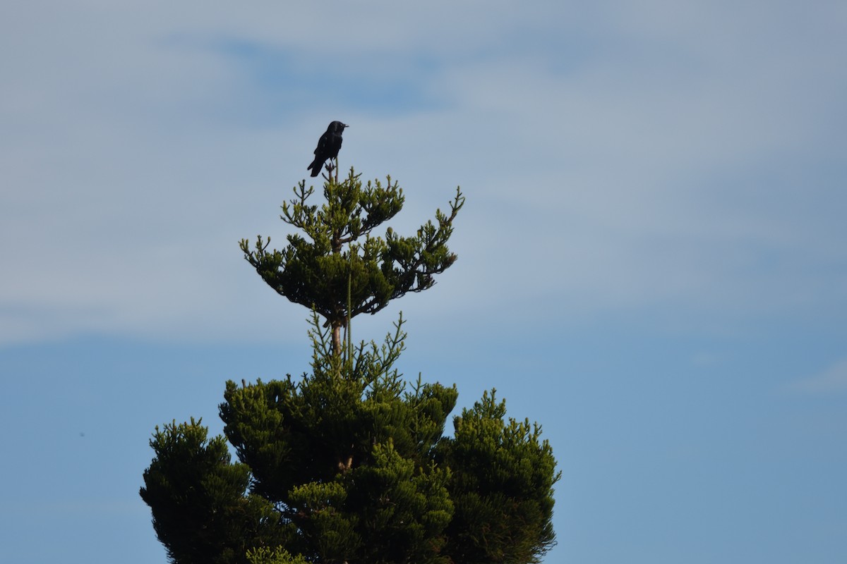 Corbeau de Torres - ML642103173
