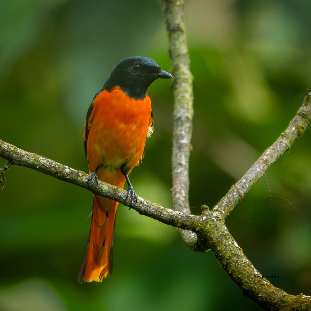Grand Minivet - ML642103175