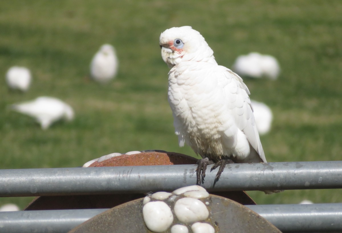 Cacatoès corella - ML642103179