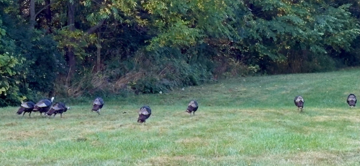 Wild Turkey - ML642103203