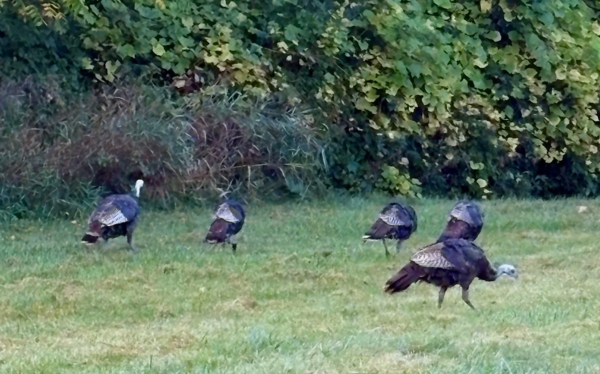 Wild Turkey - ML642103205