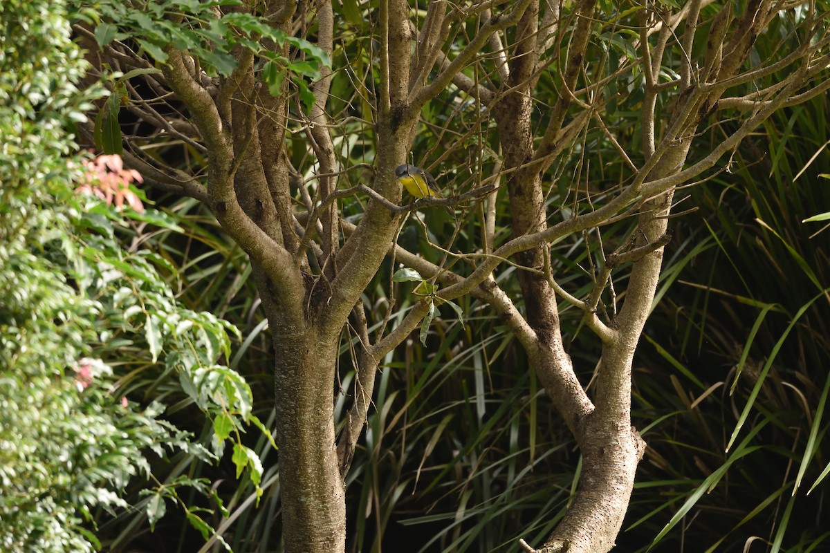 Goldbauchschnäpper - ML642103211