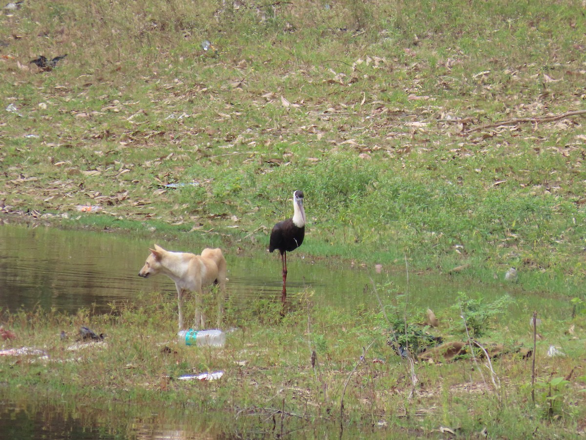 Asian Woolly-necked Stork - ML642103229