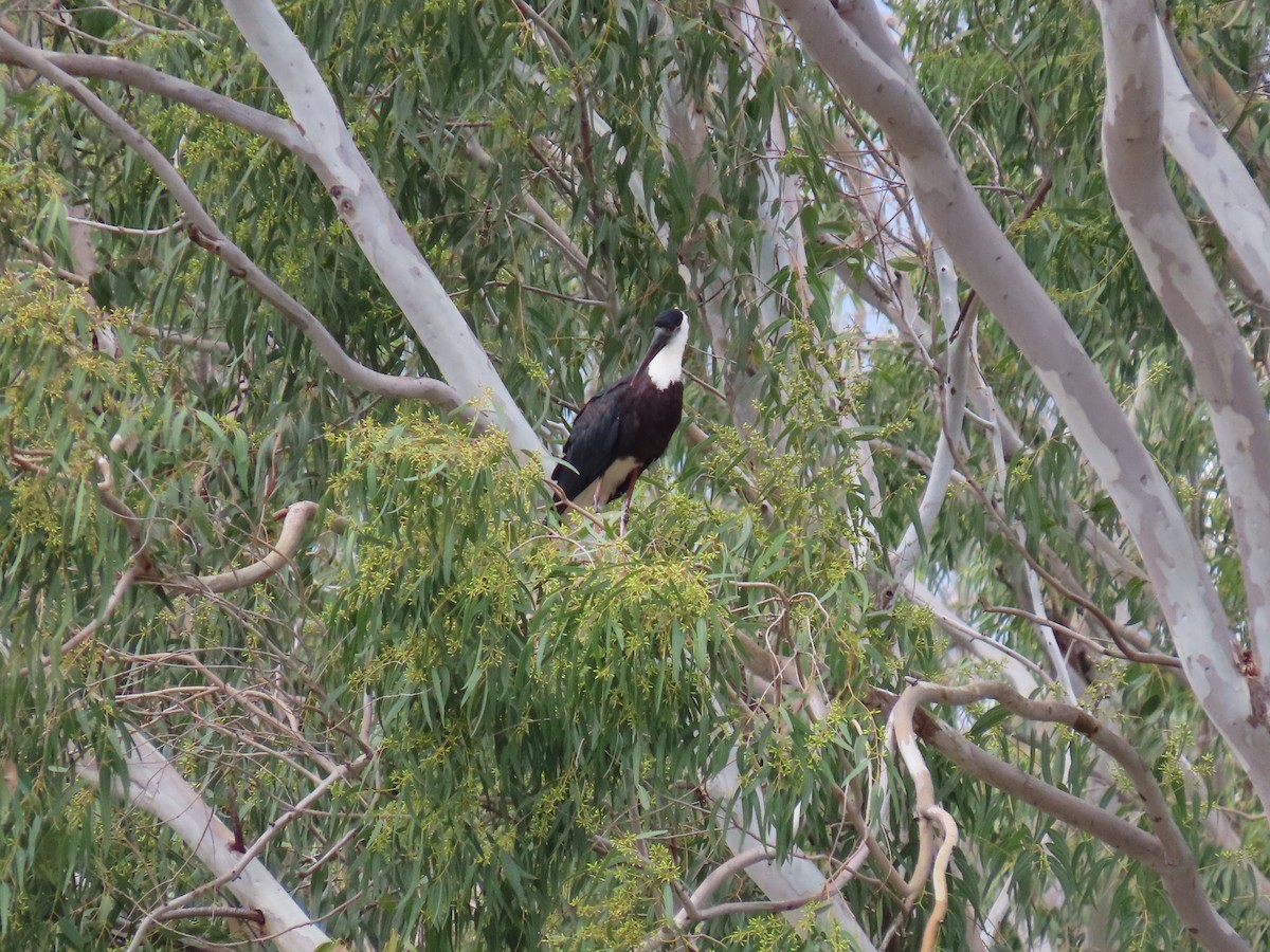 Asian Woolly-necked Stork - ML642103231