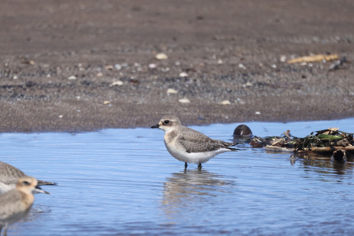 Siberian Sand-Plover - ML642103246