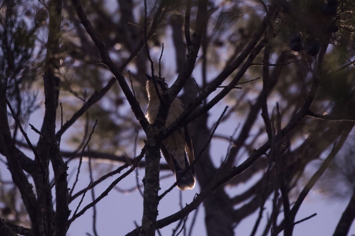 Black-eared Cuckoo - ML642103284