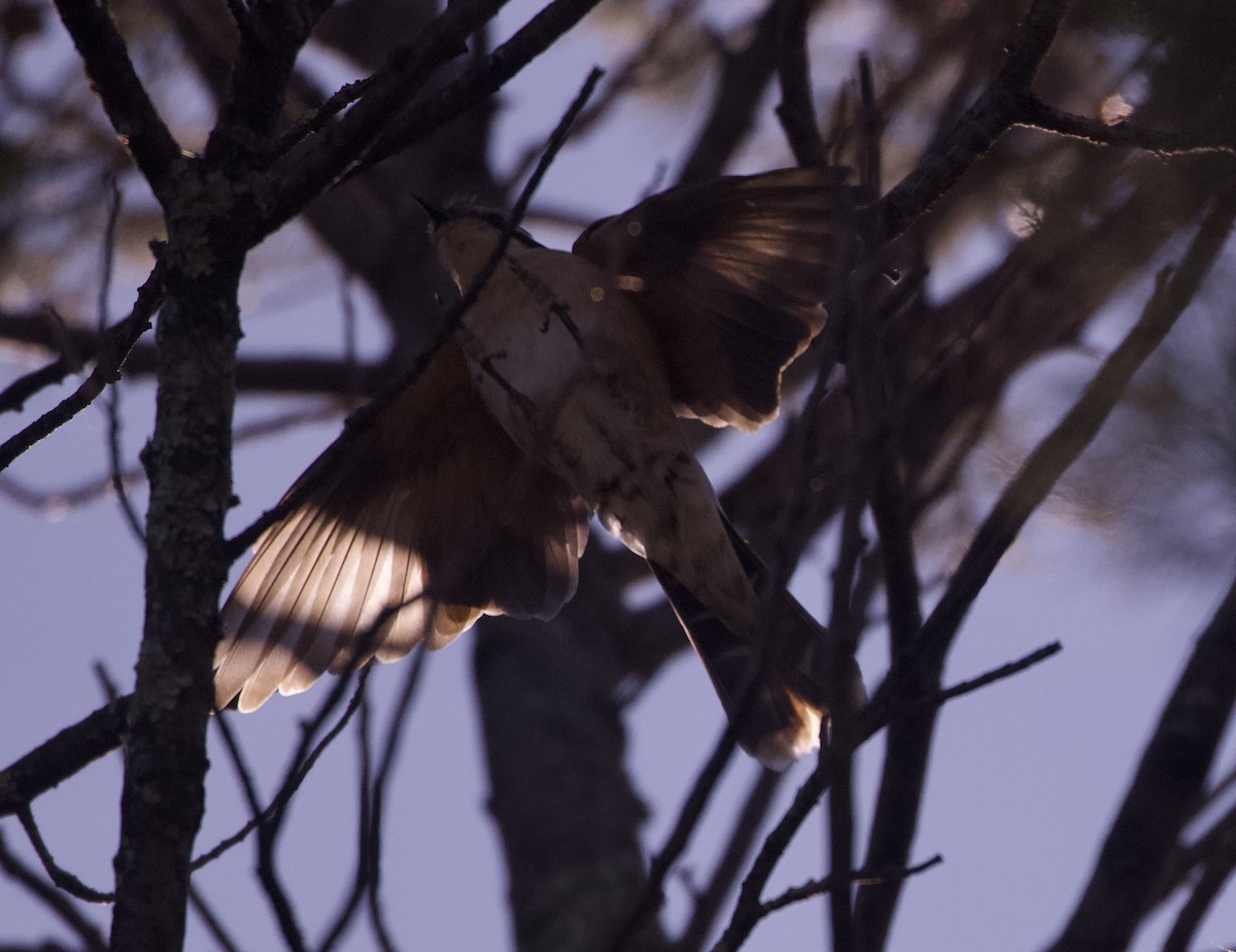 Black-eared Cuckoo - ML642103285